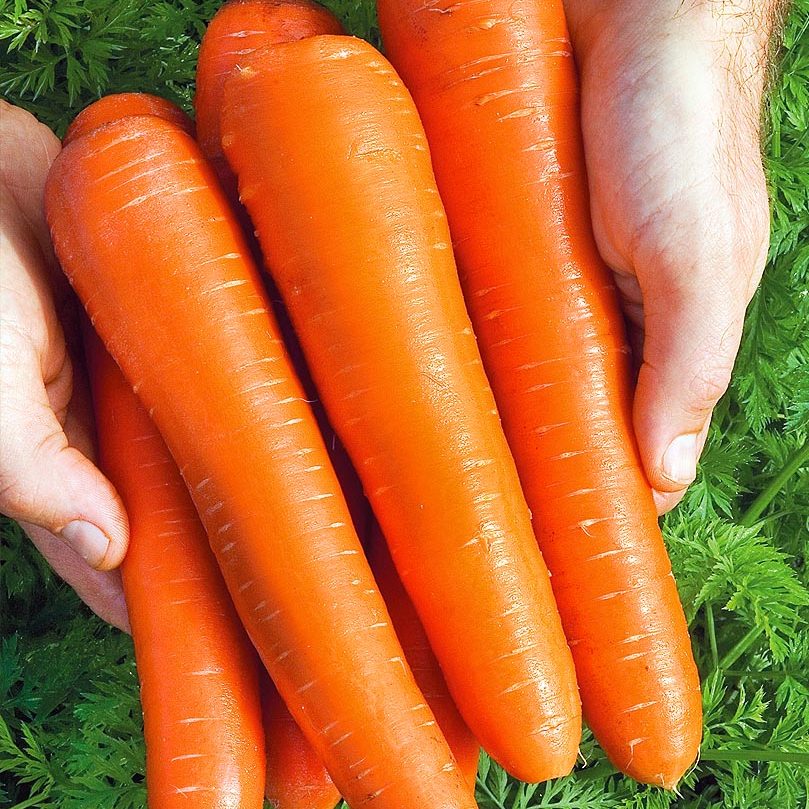 В Ярославле Где Можно Купить Желтую Морковь