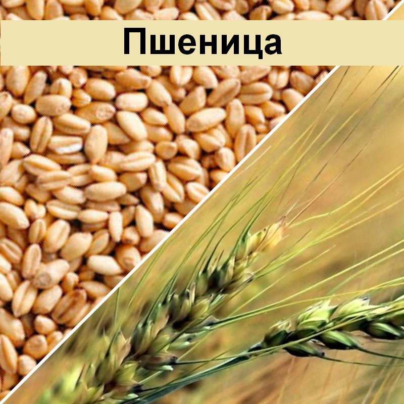 Где Купить Пшеницу В Ростове
