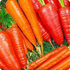 Морковь столовая Пять невест "Семена Алтая"