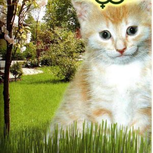 Зелень для кошки Скакун "Гавриш"