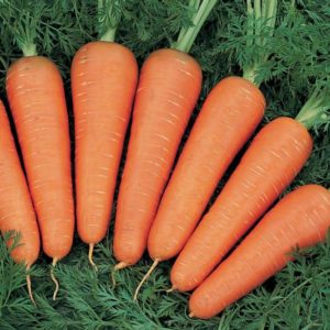 Морковь Канада (Бейо) "Агроэлита"