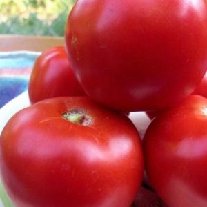 томат хлыновский f1