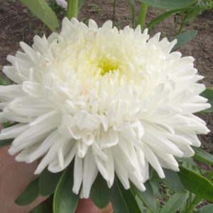Астра Шанхайская Роза белая