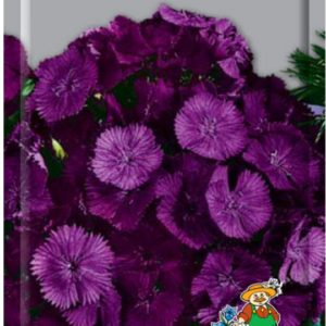 Гвоздика турецкая Фиолетовая гора 0,25г "Поиск"