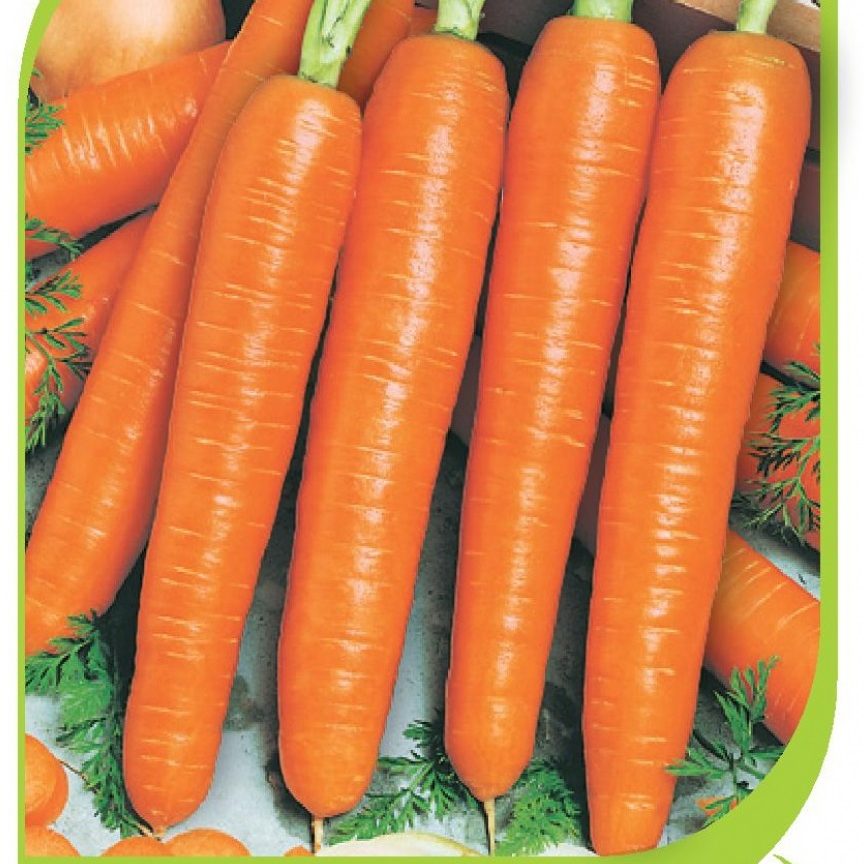Морковь гибриды. Морковь Нарбонне f1. Семена морковь Нарбонне f1. Семена Бейо морковь. Морковь семена Bejo.