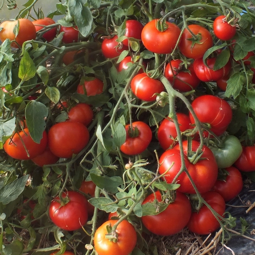 чем обработать семена томатов