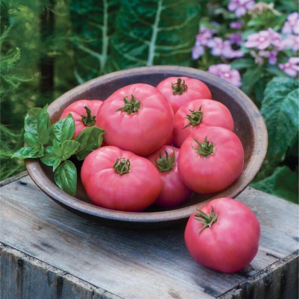 Лучшие розовые сорта томатов: посадка и уход