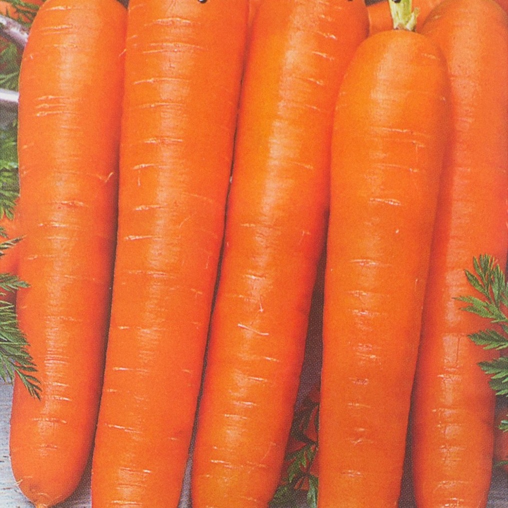 Морковь гибриды. Морковь нектар f1. Морковь сладкоежка супер f1 (уд).