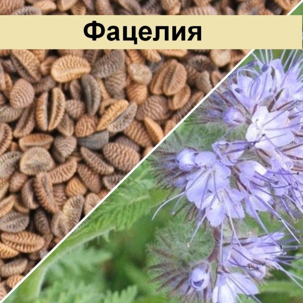  1 кг (сидерат) -  семян 