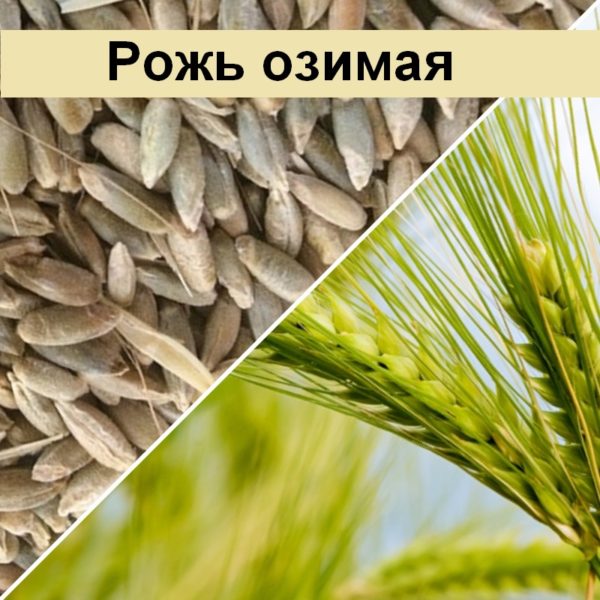 интернет магазин семян и растений россии